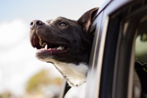 Come scegliere il cibo per cani
